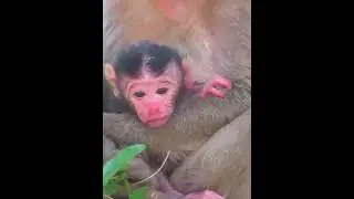 Old Mommy Monkey Takes The Best Care Of Baby 14
