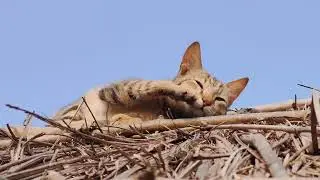 Village Cat Cinematic Video | Honor 200 | Ravindra Vikram Chaudhary 