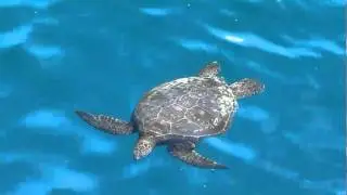 waterschildpad galapagos.mpg