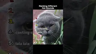 Ranking Different Cat Sounds