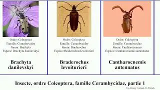 Insecte, ordre Coleoptera, famille Cerambycidae, partie 1 ceroplesis agapanthia anoplophora des