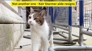 Not another one! Larry, the Downing Street Cat