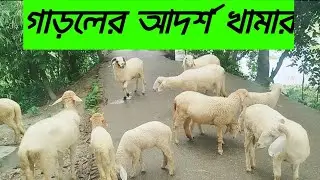 গাড়লের আদর্শ খামার।