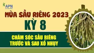 APN - CHĂM SÓC SẦU RIÊNG TRƯỚC VÀ SAU XỔ NHỤY - MÙA SẦU RIÊNG 2023 KỲ 8