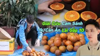 Gian Thương Bày Trò Ép Giá Cam Sành Giải Cứu Còn 1k/Cân, Ăn Lãi Gấp 10 l Thám Tử Nhí Tổng Hợp #801