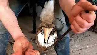 The Ultimate Dirty Hoof Rescue! / From Hobbled to Happy