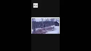 Snow Cam From Curmudge Inn, Chase Alaska 📱