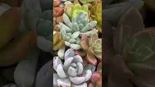 Succulents 😍#subscribe #succulentdecor #succulentobsession #succulents #succulentsplanterspot