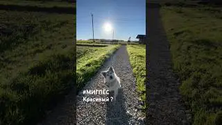 У Мига вопрос.. красивый ли он ? #собака #мигпёс #хаски