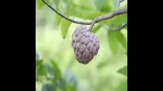 Harvesting Gleditsia Fruits (BO KET) & Sweet Custard Apples Nature&rsquo;s Miracle Medicine | village Life