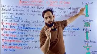 Types of bone in human body | types of bone | long bones | short bones | flat bones |sesamoid bones 