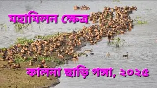 বালিহাঁসের স্বর্গরাজ্য কালনা ছাড়ি গঙ্গা চোখে না দেখলে বিশ্বাস করা যায় না