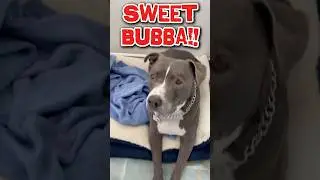 Sweet Bubba Deserves Love!❤️#shorts #dog #love #fyp #cute #pet #pitbull #pit #doglover #fypシ゚viral