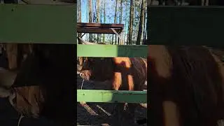 HBH Palanga, комплекс развлечений доступный всем. Зверинец