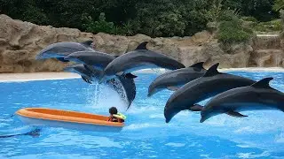 Dolphin show in Sea water crazy and amazing video Famous Trick Zone