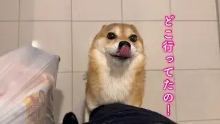 みんなに内緒で出かけて帰ってきたらめちゃくちゃ心配してきた柴犬が可愛い