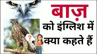 What is Baaz called in English | Baaz ko English mein kya kahate hain | Baaz in English