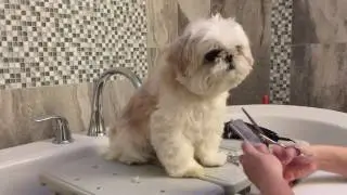 [shih tzu] Momo grooming