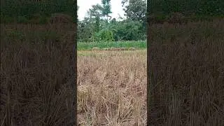 calon cabe yang bagus ini .#petani #petanisukses #petanicabe #petanicabesukses #shorts #short