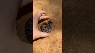 Baby Eastern Hognose Snake!