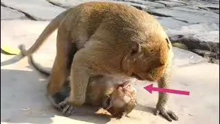 Surprise, Bro Sweet Pea Try Protect Baby PoLino, PoLino Cry Call Mom Popeye help.
