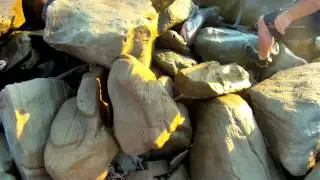 the BBZtv goes after 7 Gill Sharks 