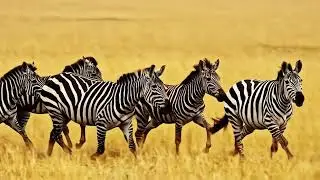 The African Savanna and Its Wildlife. - AI GENERETED