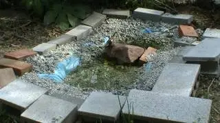 ジョウビタキ♂の水浴び ［旧バードバス］　Male Daurian Redstart having a bath [birdbath]