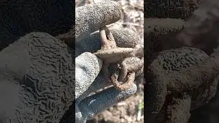 AMAZING FIND METAL DETECTING #shorts #metaldetecting #viral #treasure