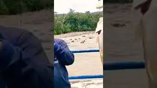 #mancing #hampala #mancingmelem #mancinghampala #shortvideo #shorts #short