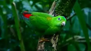 Blue crowned Hanging Parrot (Loriculus galgulus)