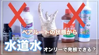 【グラキリス発根管理】必要なものは水だけ｜ノンケミカル｜パキポディウム｜Pachypodium｜gracilius