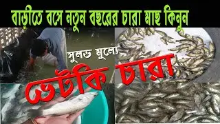 BREEDING | নতুন ভেটকি মাছের চারা | SEA BASS | CORAL FISH SEEDS 2023