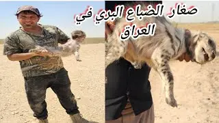 صغار الضباع البري في العراق الجزء الثاني النتظرونا