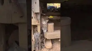 rural kittens, lovely #shorts #shortvideo #animals