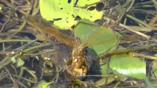 Brown Hawker Dragonfly at RSPB Fowlmere - August 2014