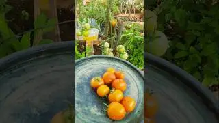 Unique Tip to grow large and juicy tomatoes in your garden #gardeningtips #gardening #tomatoes