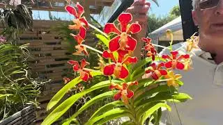 How I care for my Vanda  mariae and Vanda limbata
