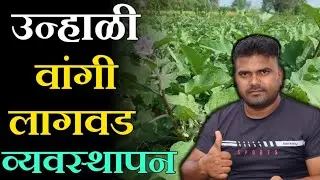 उन्हाळी वांगी लागवड कधी करावी? || उन्हाळी वांगी लागवड खत, पाणी व्यवस्थापन कसे करावे? || #वांगीलागवड