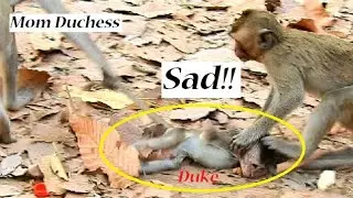 Poor baby monkey Duke lay on groud/ why mom Duchess drag her baby like this?