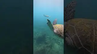 Turtles doing turtle things #goldcoast #australia #greenseaturtle #shorts