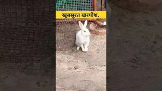 खूबसूरत खरगोश #rabbit #foryou #shortvideo #funny #acting #action #short