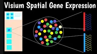 Visium Spatial Gene Expression | Визуализация экспрессии генов |