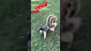 Big squirrel attacks me !! 😱😱 #squirrel #attack