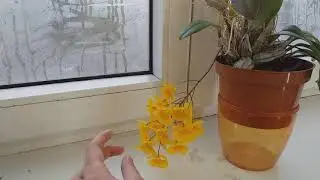 Dendrobium aggregatum