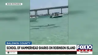 Sharks swarm Robinson Island