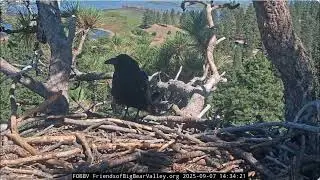 Common Ravens 07.09.2025 @FOBBVCAM