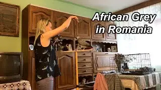 Romania - African Grey Parrot Owner Interview