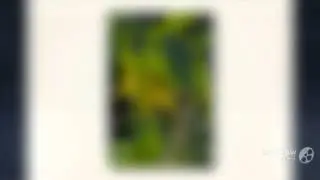 Uvularia - garden plants
