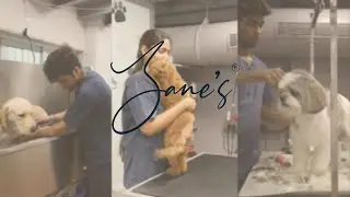 Welcome to Zane's Pet Spa
